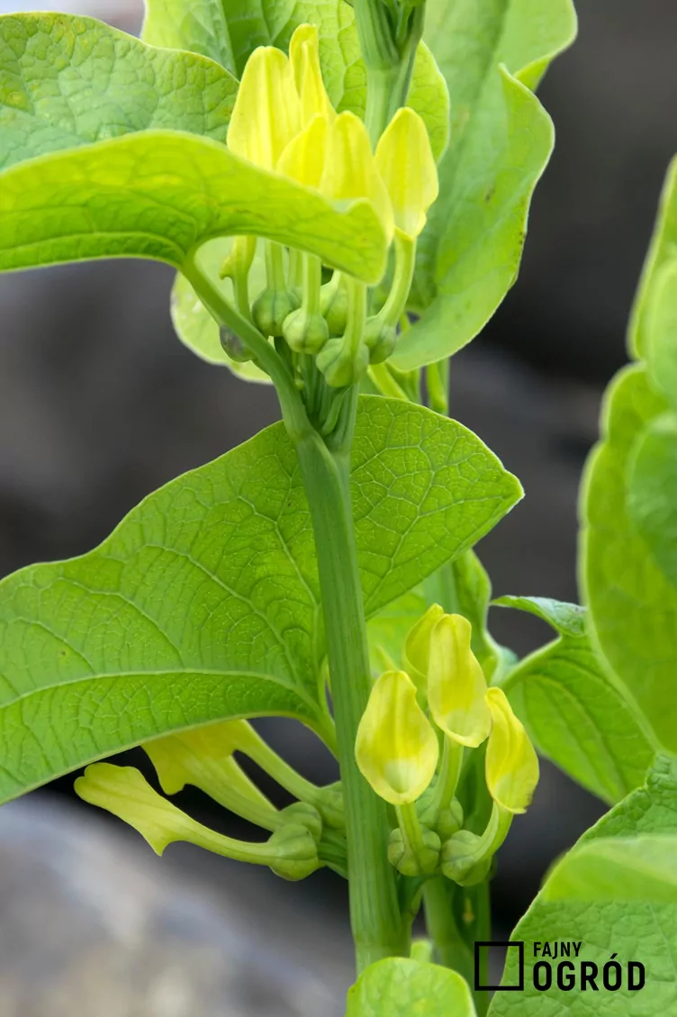 Kokornak powojnikowy - zdjęcie 5