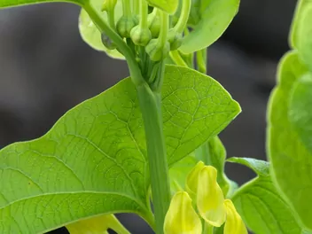 Kokornak powojnikowy - zdjęcie 5