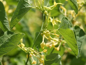 Ilustracja rośliny kokornak powojnikowy