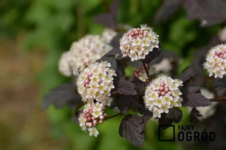 Pęcherznica kalinolistna 'Red Baron'