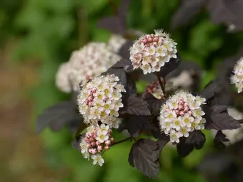 Ilustracja rośliny pęcherznica kalinolistna 'red baron'