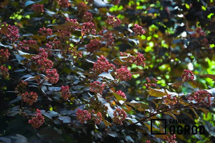 Pęcherznica czerwona