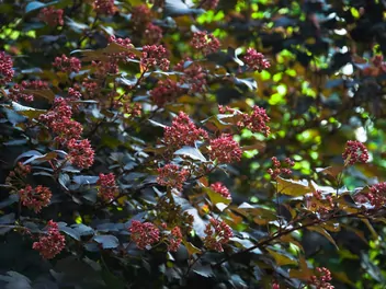 Pęcherznica kalinolistna 'Red Baron' - zdjęcie 2