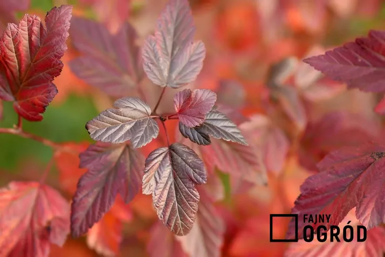 Pęcherznica kalinolistna 'Red Baron'