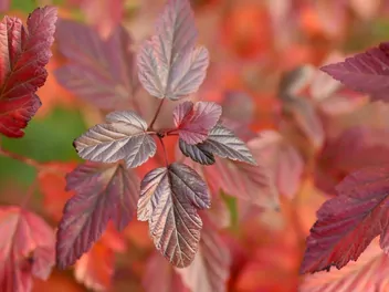 Pęcherznica kalinolistna 'Red Baron' - zdjęcie 3