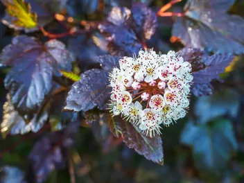 Pęcherznica kalinolistna 'Red Baron' - zdjęcie 4