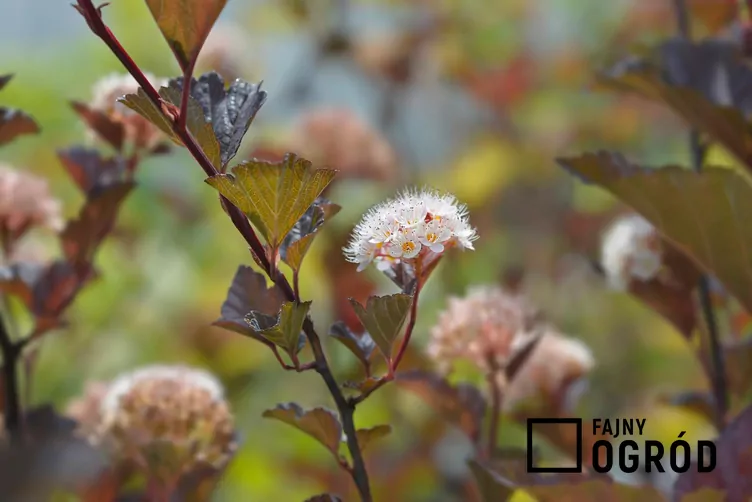 Pęcherznica kalinolistna 'Red Baron' - zdjęcie 5