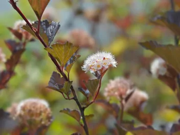 Pęcherznica kalinolistna 'Red Baron' - zdjęcie 5