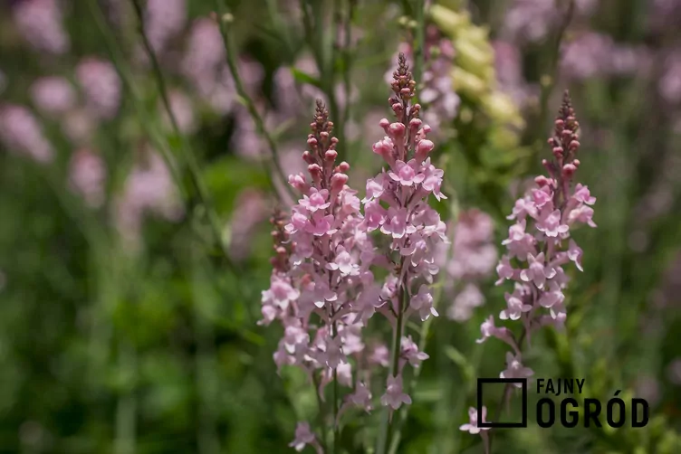 Lnica purpurowa - zdjęcie 5