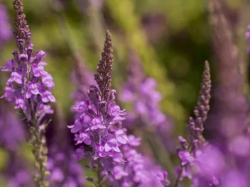 Ilustracja rośliny lnica purpurowa