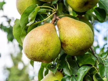 Grusza 'Komisówka' - zdjęcie 2