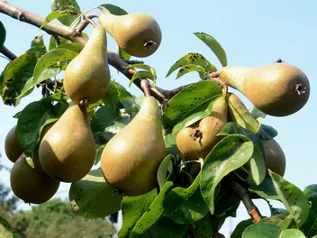 Grusza 'Komisówka' - zdjęcie 3