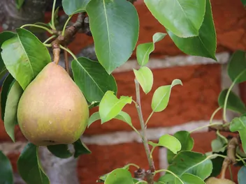 Ilustracja rośliny grusza 'komisówka'