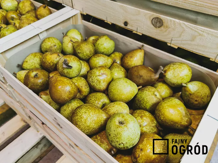 Grusza 'General Leclerc'