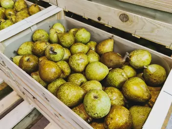 Grusza 'General Leclerc' - zdjęcie 2