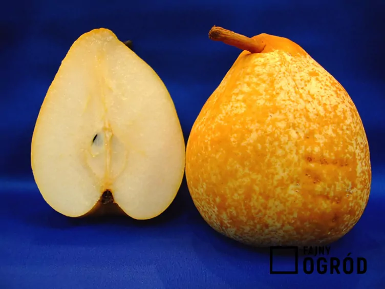 Grusza 'General Leclerc'