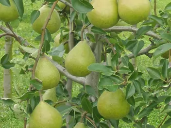 Grusza 'Carola' - zdjęcie 2