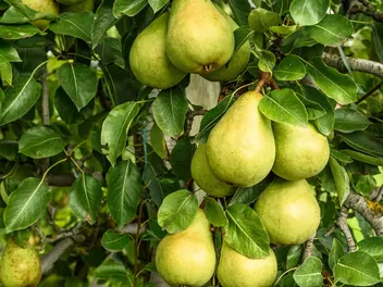 Grusza 'Carola' - zdjęcie 3
