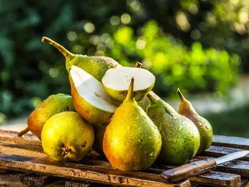 Ilustracja rośliny grusza 'carola'