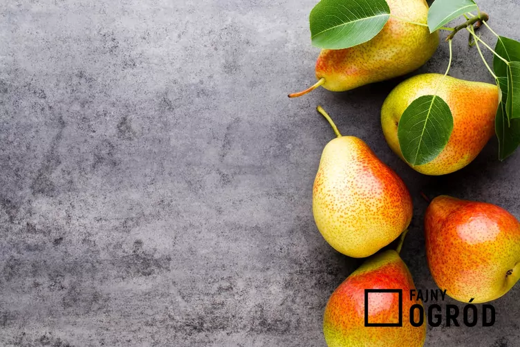 Grusza 'Lipcówka Kolorowa'