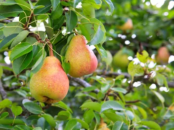 Ilustracja rośliny grusza 'lipcówka kolorowa'