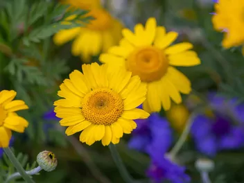 Ilustracja rośliny rumian żółty