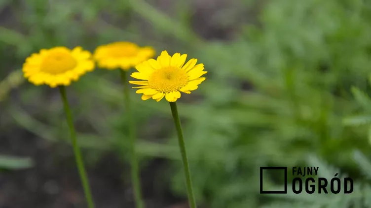 Anthemis tinctoria