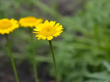 Rumian żółty - zdjęcie 2