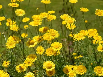 Rumian żółty - zdjęcie 3