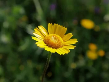 Rumian żółty - zdjęcie 4