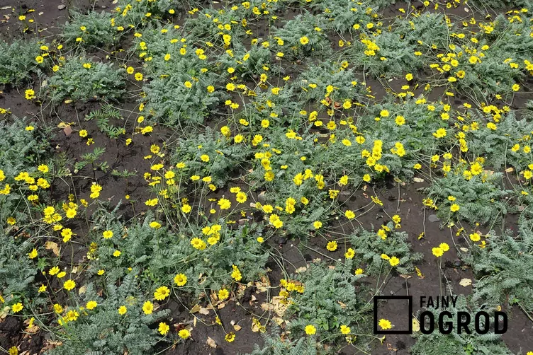 Rumian żółty - zdjęcie 5