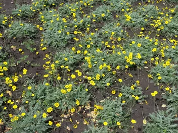 Rumian żółty - zdjęcie 5