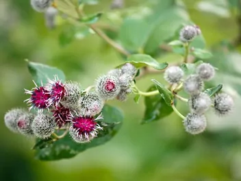 Łopian mniejszy - zdjęcie 2