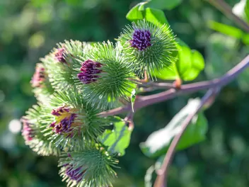 Łopian mniejszy - zdjęcie 3