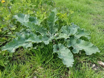 Łopian mniejszy - zdjęcie 4