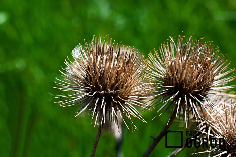 Łopian mniejszy - zdjęcie 5