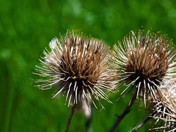 Łopian mniejszy - zdjęcie 5