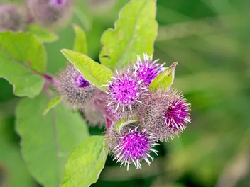 Ilustracja rośliny łopian mniejszy