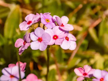 Ilustracja rośliny naradka odroślowa