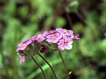 Naradka odroślowa - zdjęcie 3