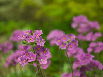 Naradka odroślowa - zdjęcie 4