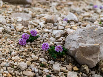 Naradka odroślowa - zdjęcie 5