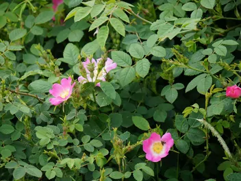 Ilustracja rośliny róża jabłkowata