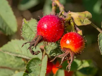 Róża jabłkowata - zdjęcie 2