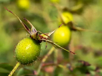 Róża jabłkowata - zdjęcie 3