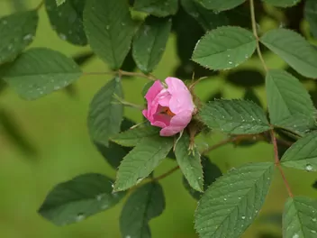 Róża jabłkowata - zdjęcie 4