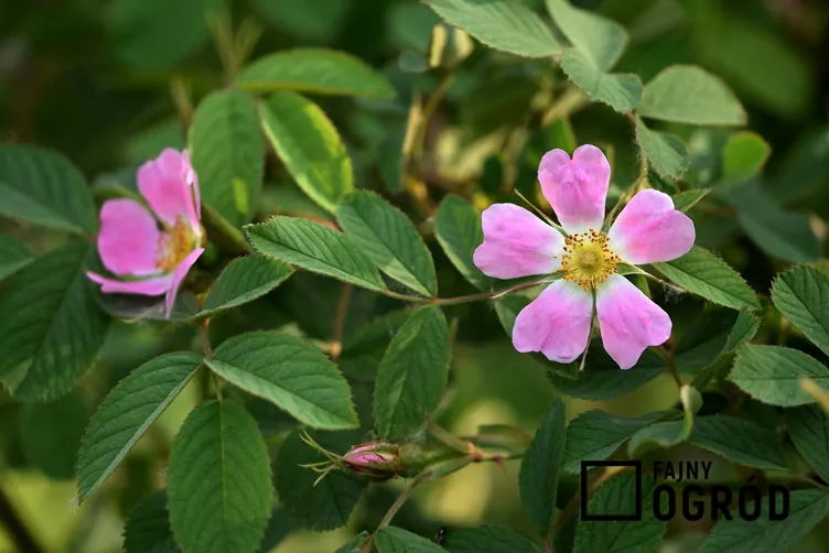 Róża jabłkowata - zdjęcie 5