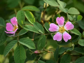 Róża jabłkowata - zdjęcie 5