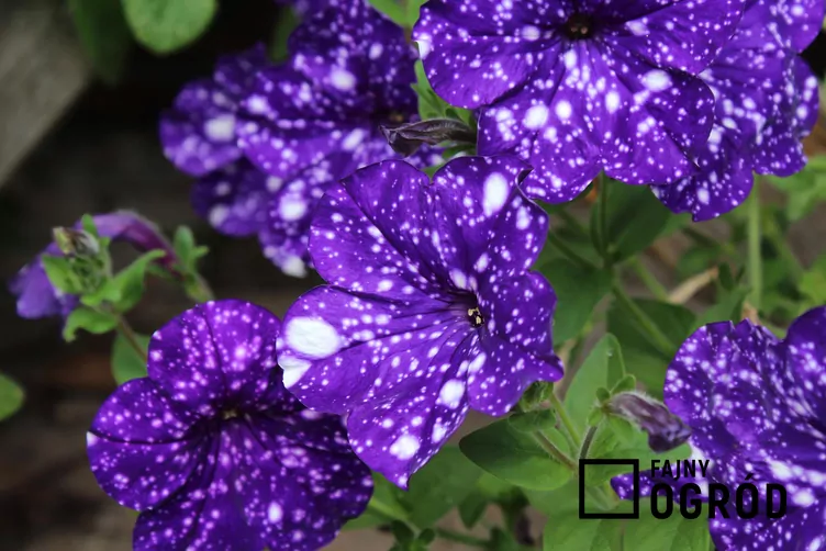 Petunia 'Night Sky'