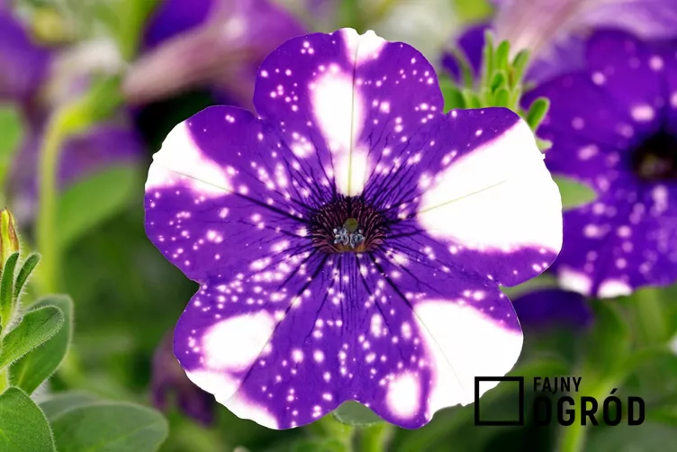 Petunia 'Night Sky'